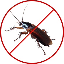 Cockroach Control