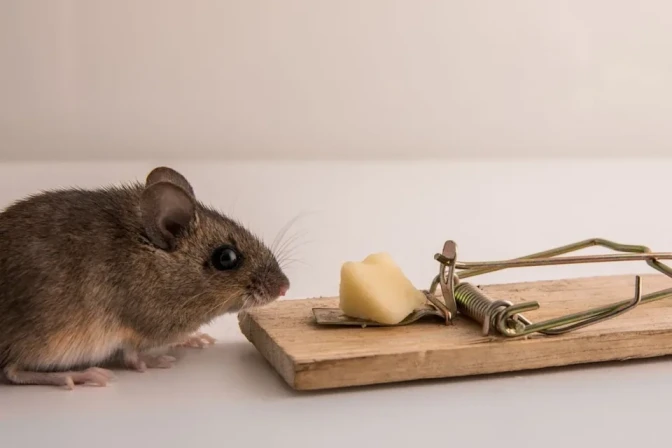 How Much Does Mice Exterminator Cost in Calgary? (2026 Price Guide)