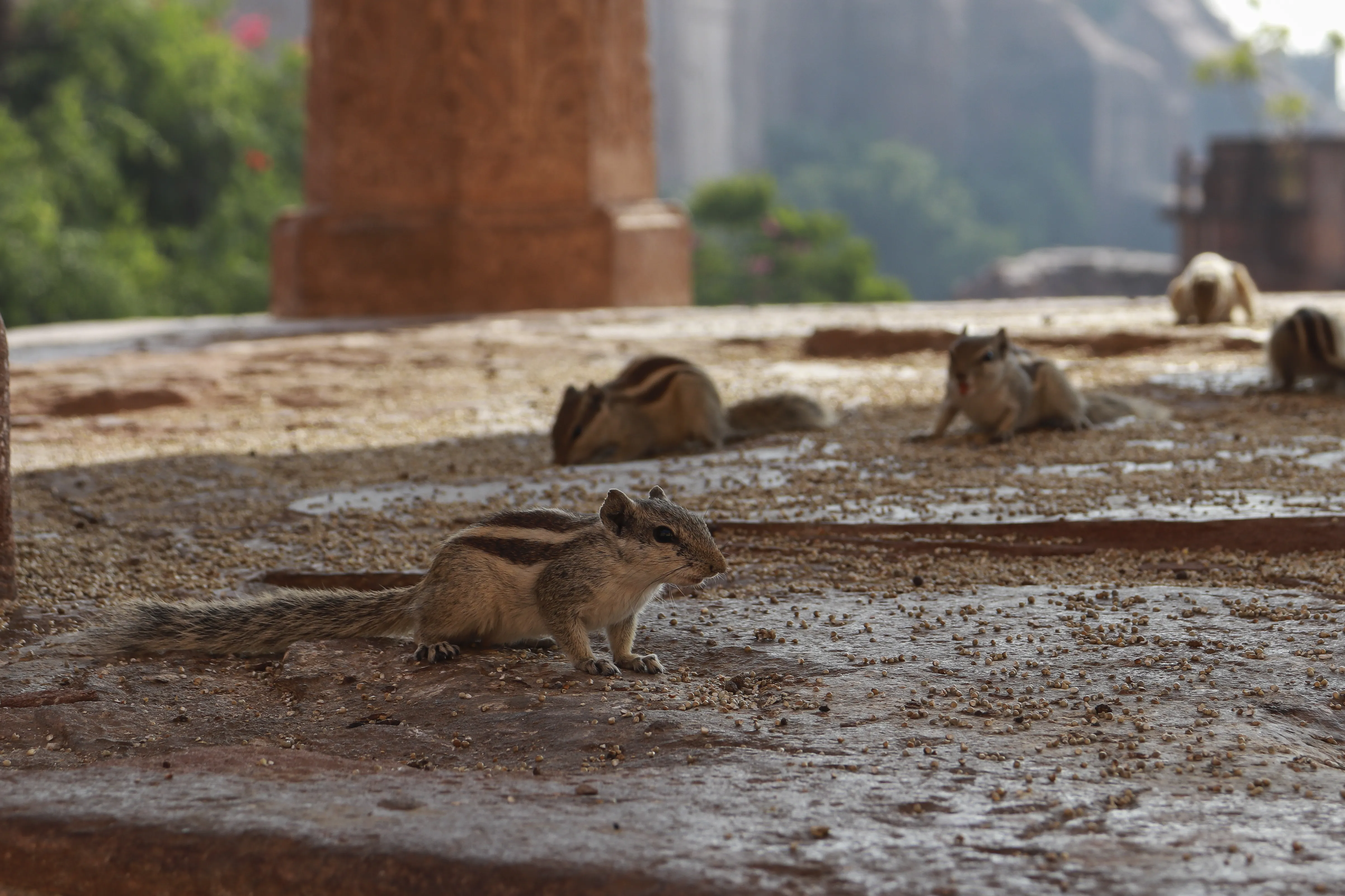 Mice vs Rats: How to Tell Which Rodent Is In Your Home