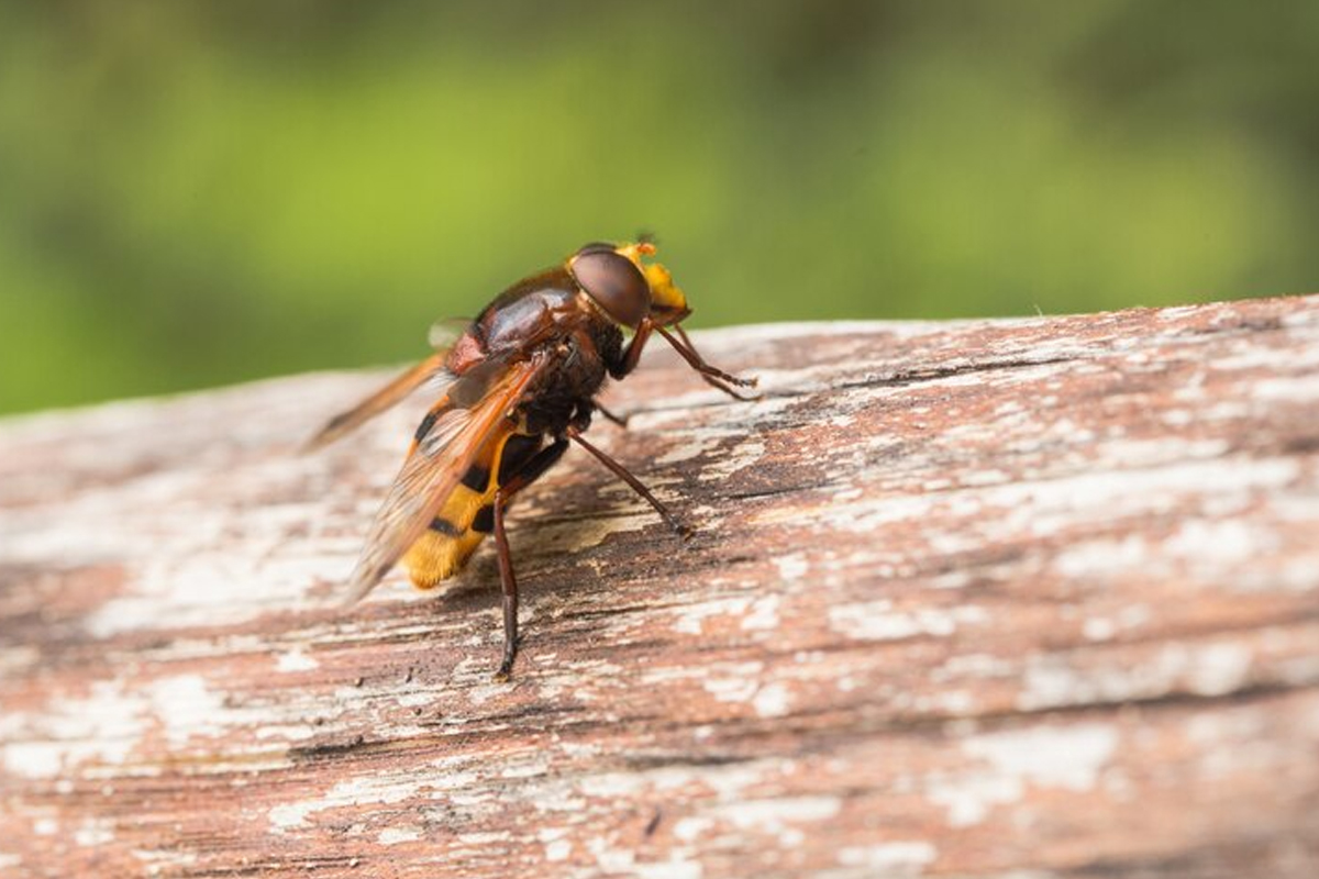Fly Control