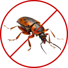 Beetle Control
