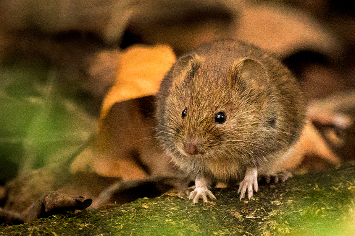 Vole Control
