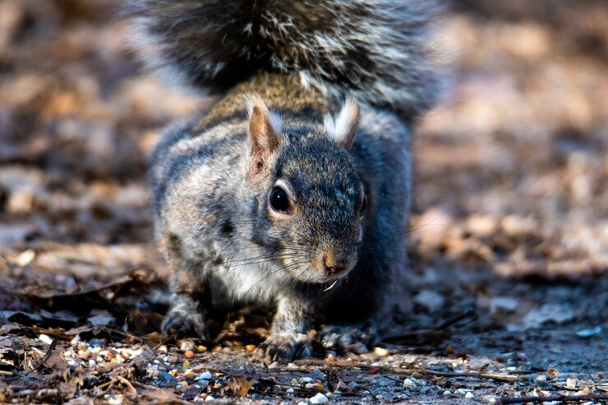 Squirrel Control