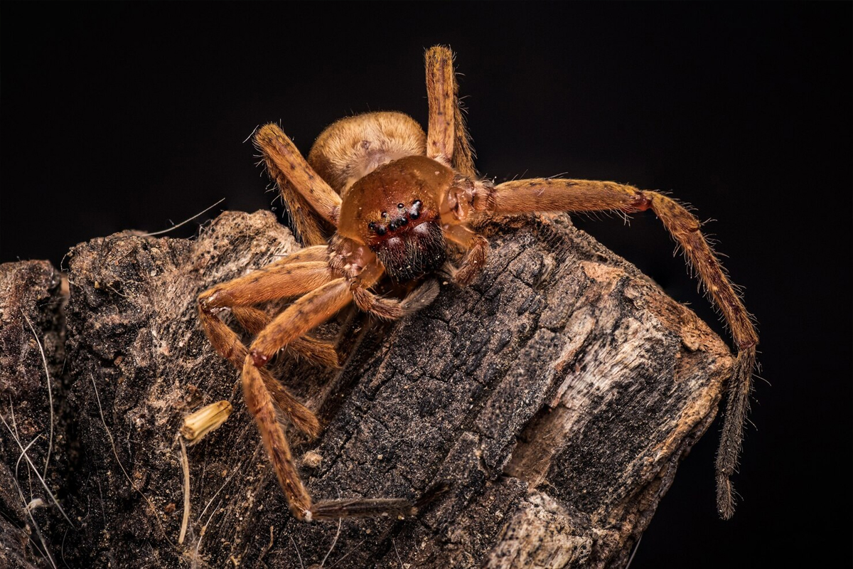 Spider Control