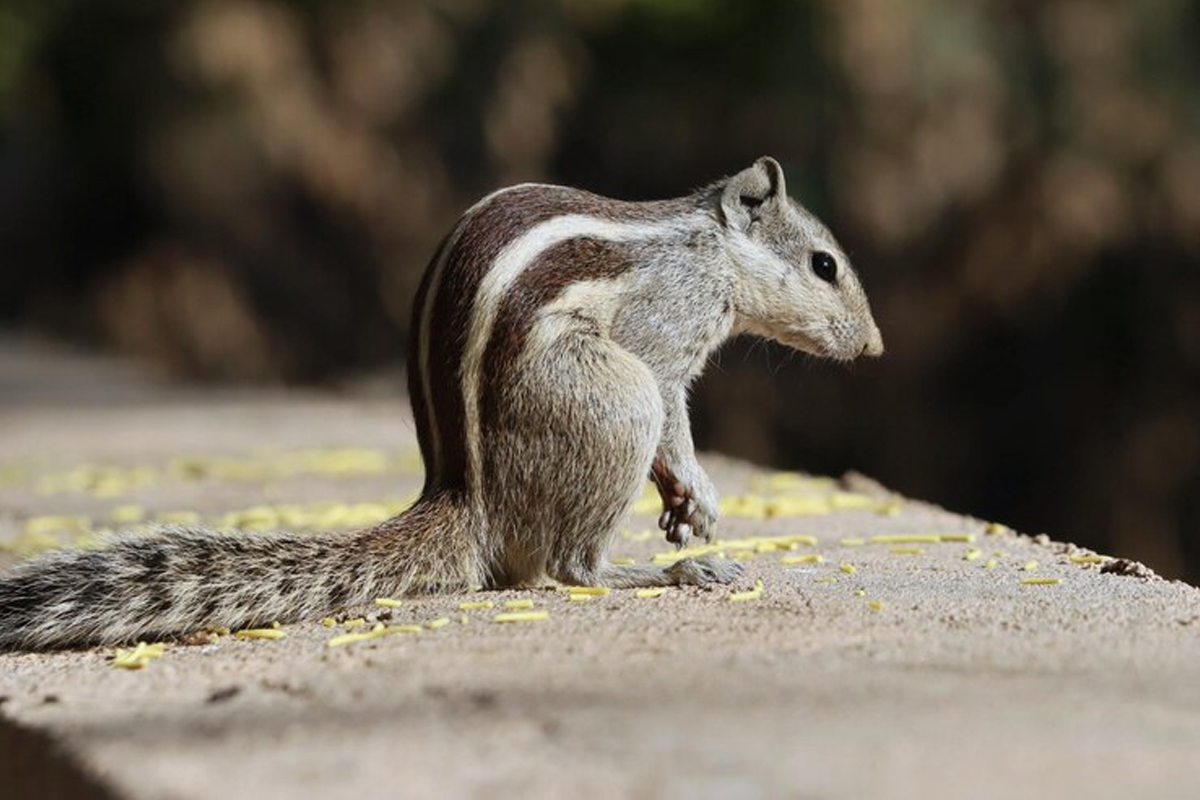 Skunk Removal