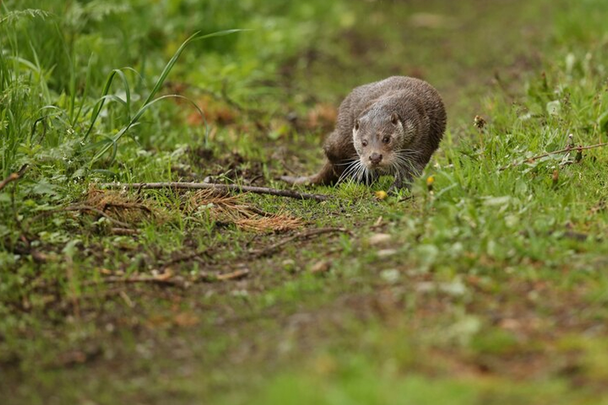 Pocket Gopher Control