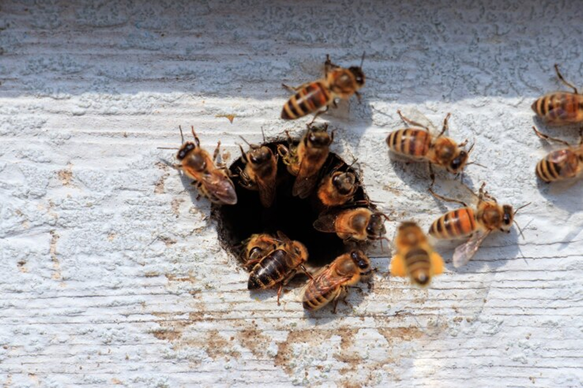 Wasp Control