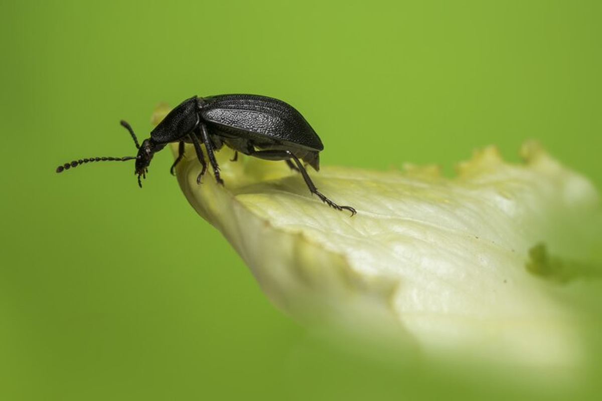 Beetle Control