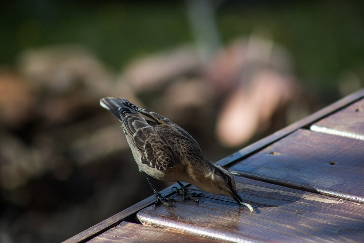 Birds Control