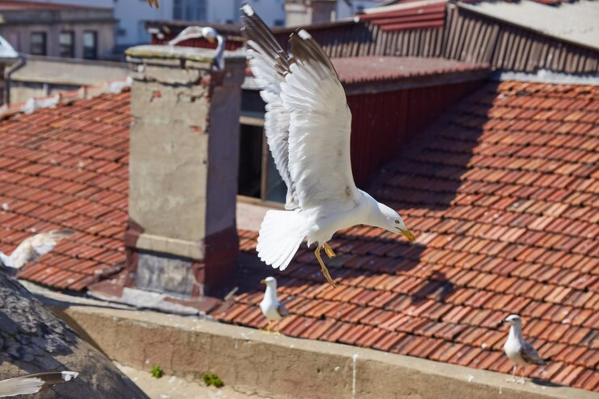 Bird Solar Panel Proofing