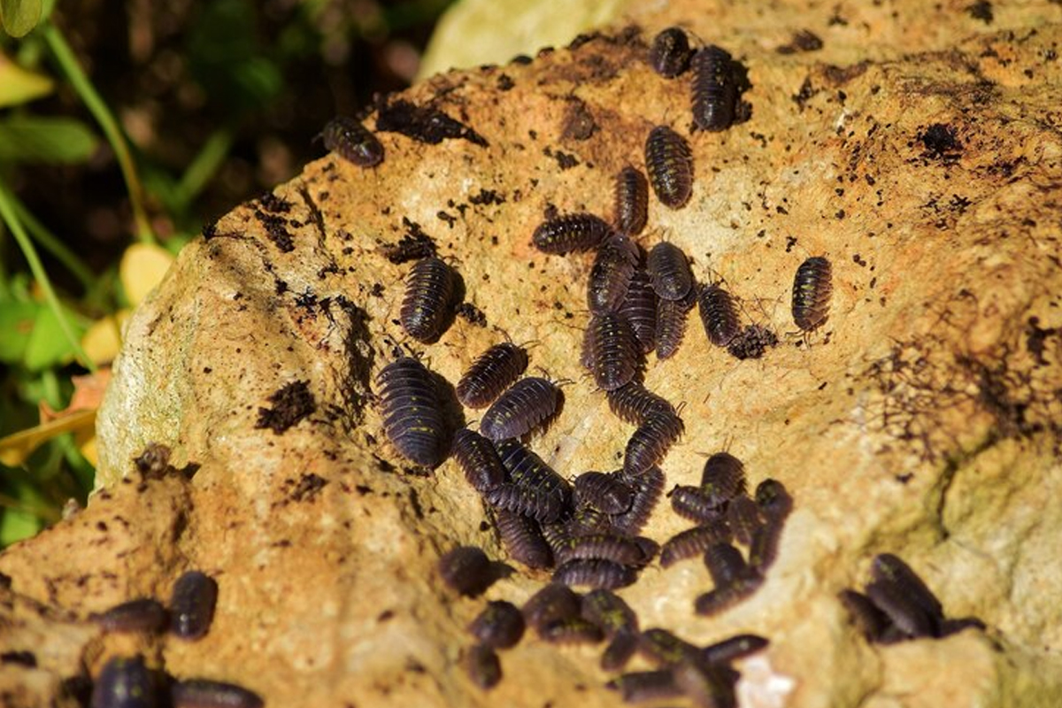 Sow Bug Control
