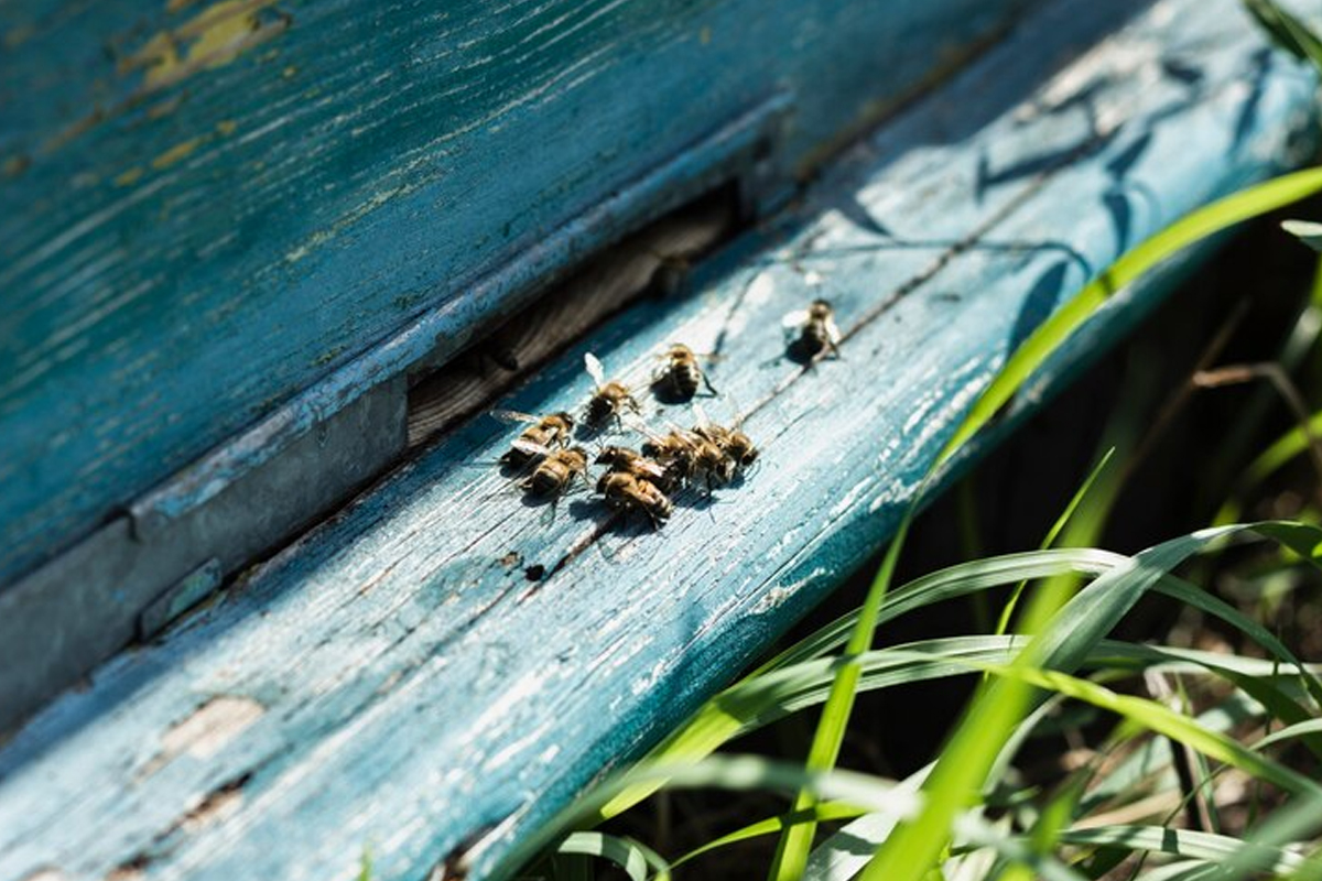 Bumblebee Control