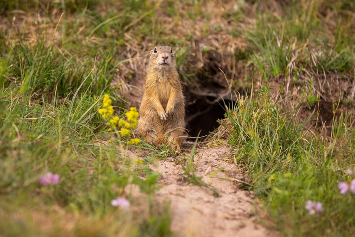 Gopher Control