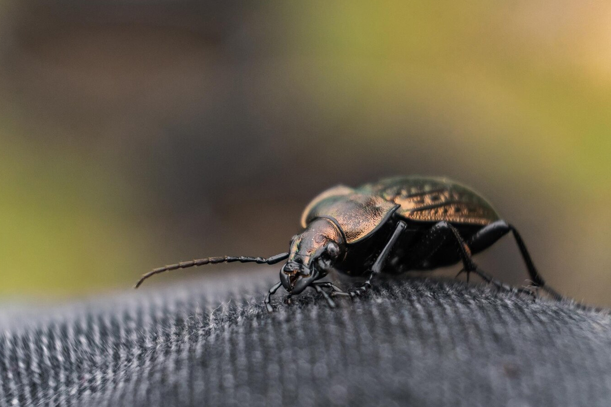 Carpet Beetle Control