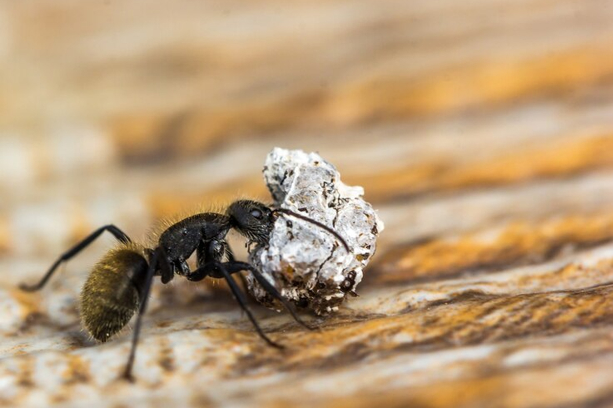Carpenter Ant Control