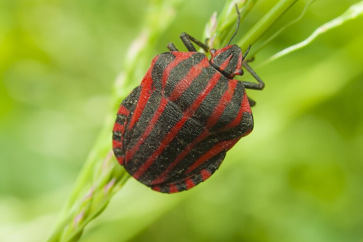 Boxelder Bug Control