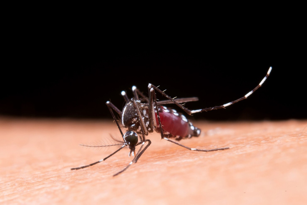 Mosquito Control