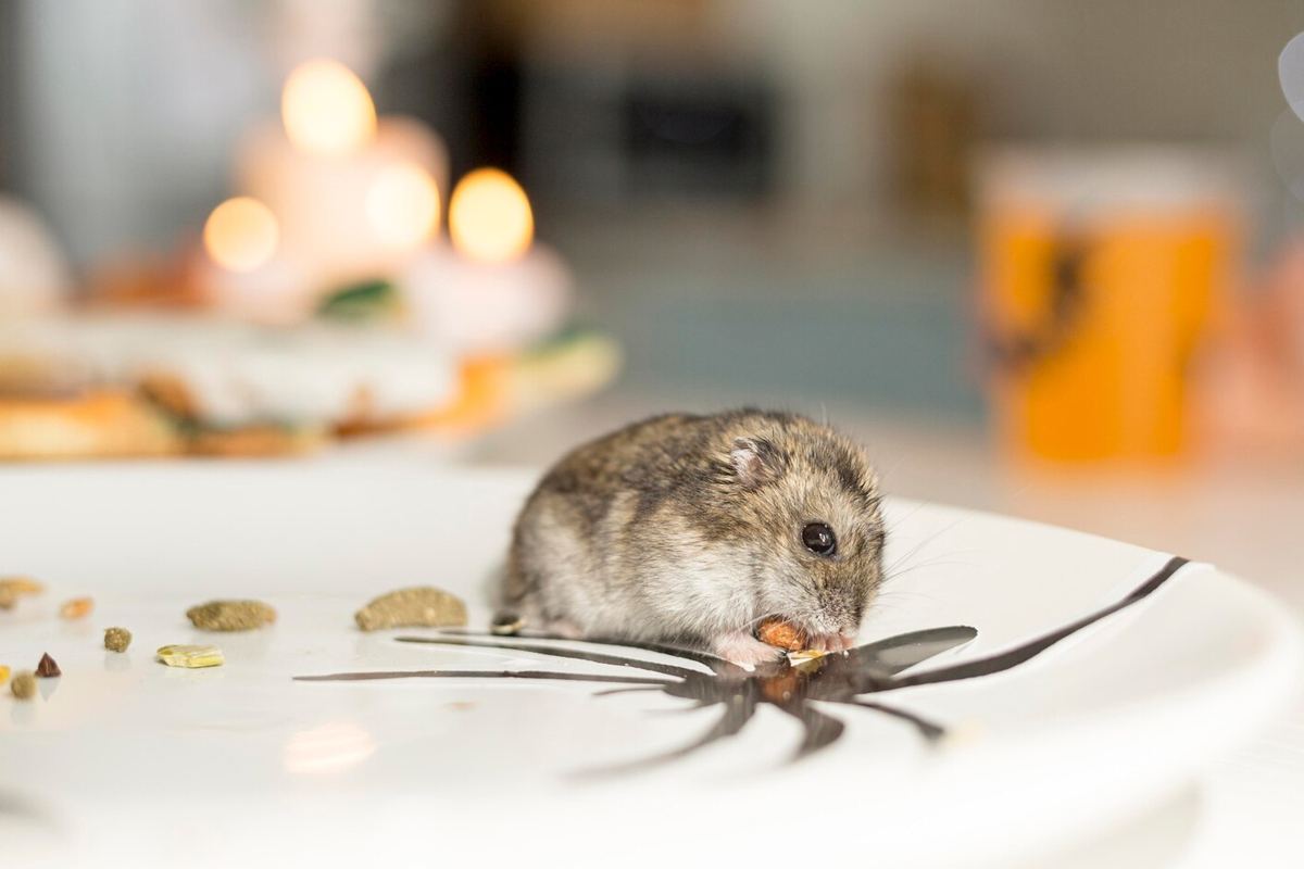 Mice Control
