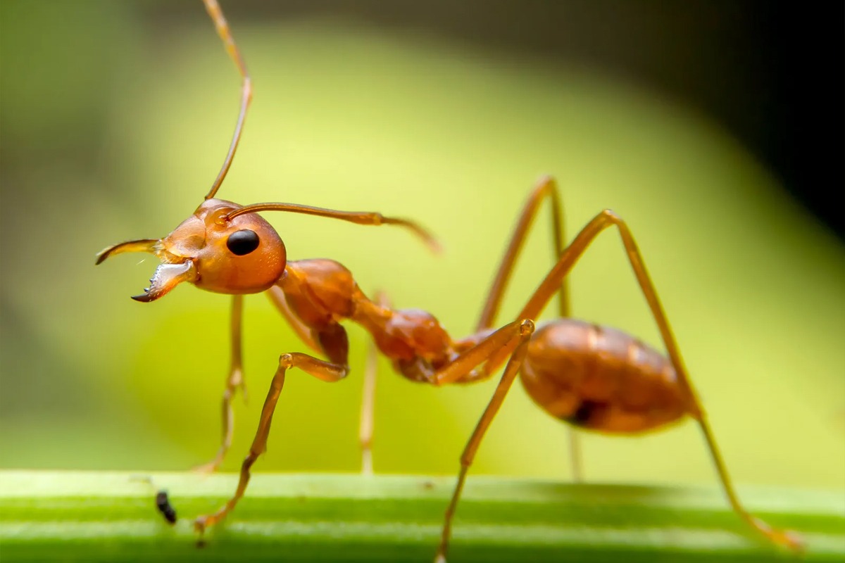 Ant Control
