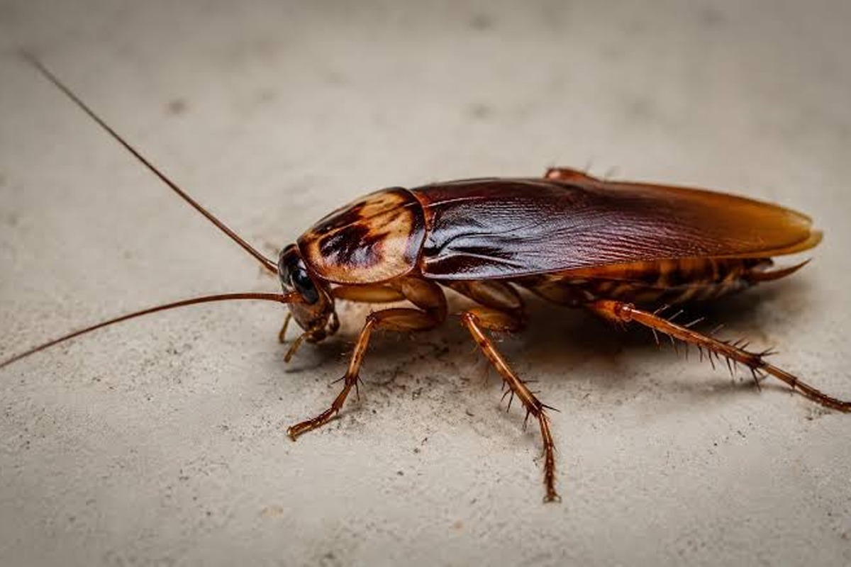 Cockroach Control