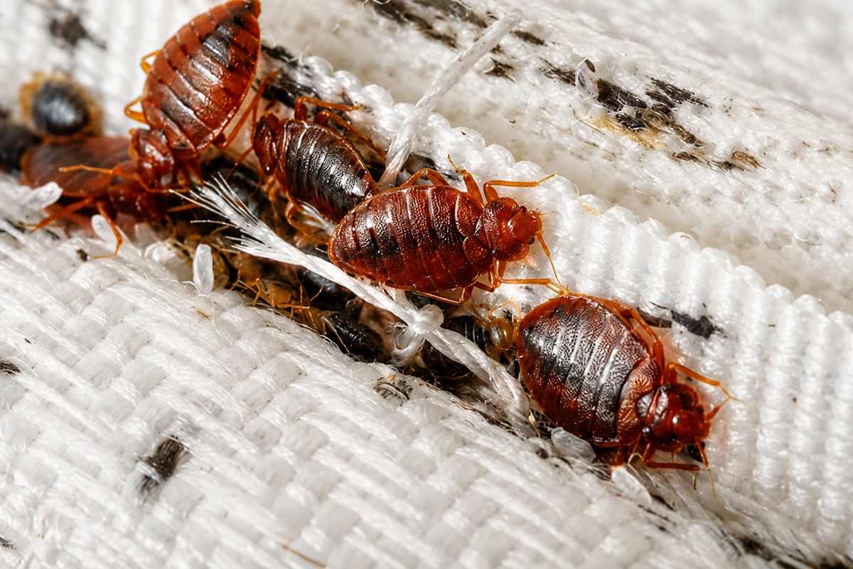 Bed Bug Control