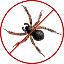 Spider Control